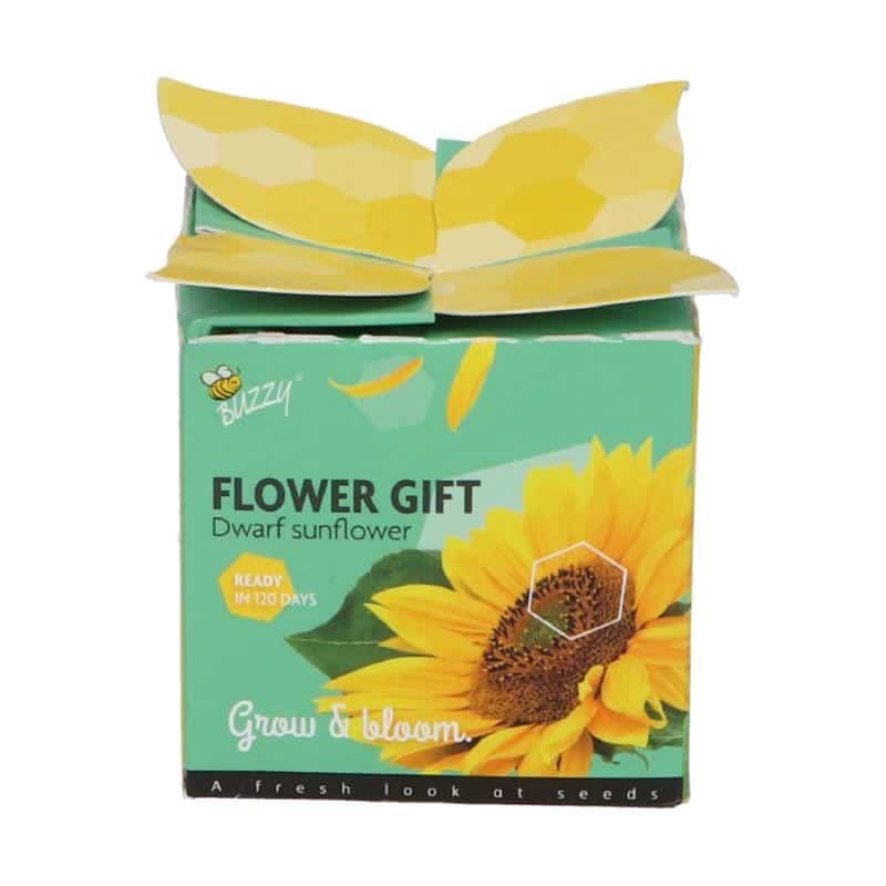 Buzzy Flower Grow Gift Dwarf Sunflower
