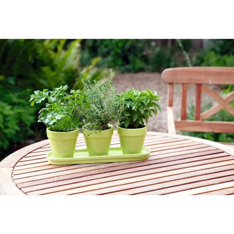 Buzzy Herb Grow Kit 1