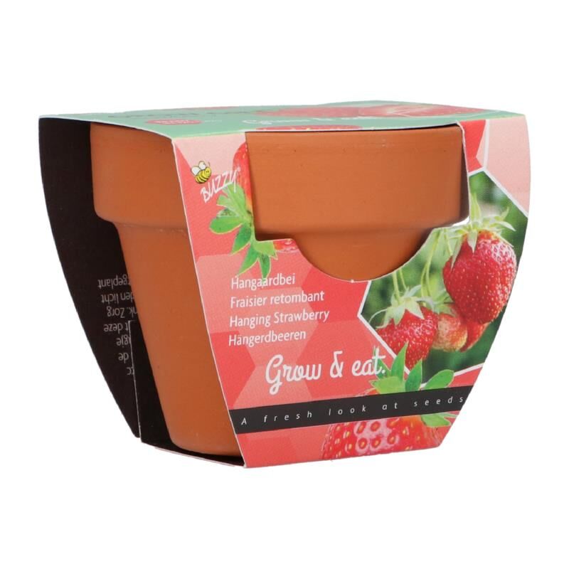 Buzzy Strawberry