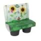 Sunflower Race Grow Kit